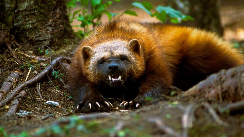 Wolverine disperato ed eternamente affamato: anche i lupi e gli orsi hanno paura di lei