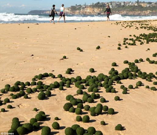 La gente del posto ha detto di non aver mai visto nulla di simile alle palline di alghe verdi che sono cadute a terra a Dee Why questa settimana