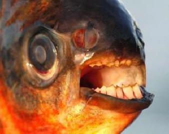 Paku - un pesce con denti umani
