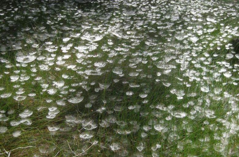 I ragni hanno creato l'illusione di un giardino sottomarino con meduse nel parco