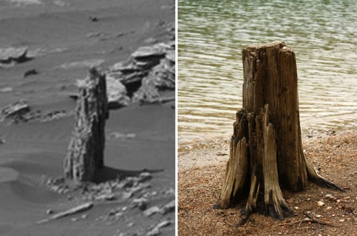 Un ceppo di un albero pietrificato scoperto su Marte