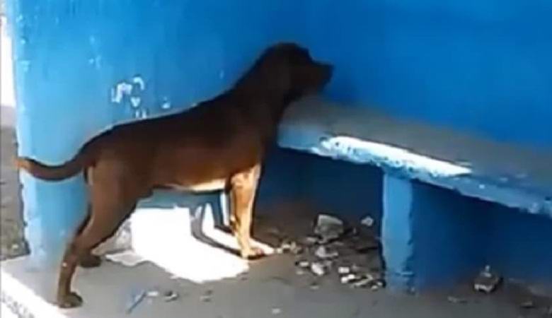 Il cane guarda costantemente il muro blu e nessuno può spiegare il perché.