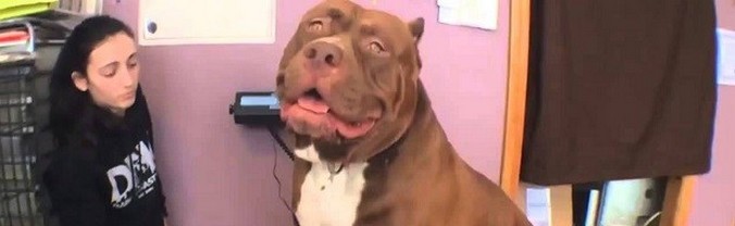 Il pitbull gigante è solo una specie di mostro!