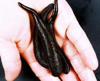 Le sanguisughe hanno aiutato i chirurghi a ripristinare l'orecchio di un cane strappato