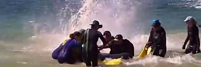 Perché i delfini vengono massicciamente lavati a terra?