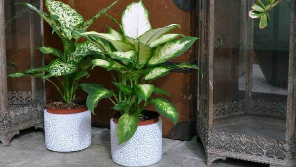 Dieffenbachia a casa 