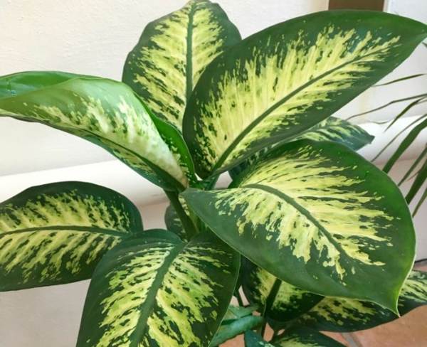 Pianta di Dieffenbachia 