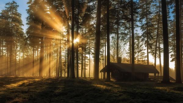 è possibile piantare un abete rosso su un appezzamento di presagio 