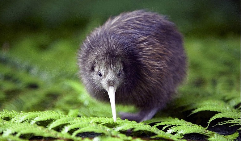 Perché i kiwi si sono rifiutati di volare e ... sono quasi morti