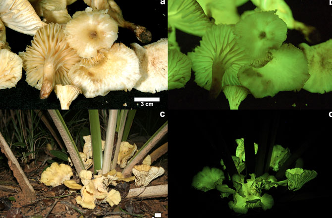 Perché i funghi brillano?