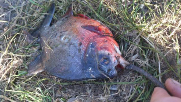 Vicino a Novosibirsk catturato un piranha