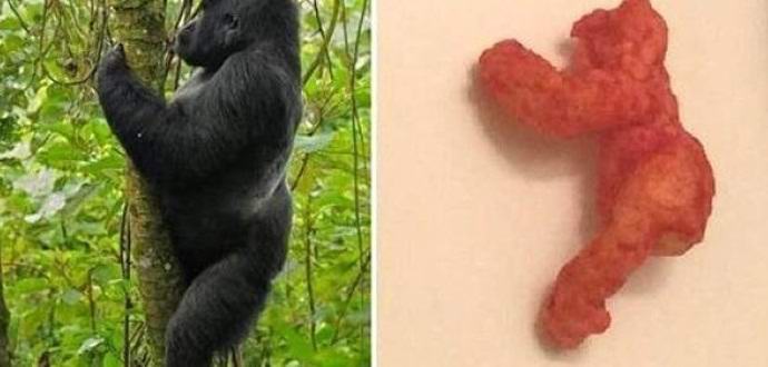 Un bastoncino di mais che sembrava un gorilla morto fu venduto per centomila