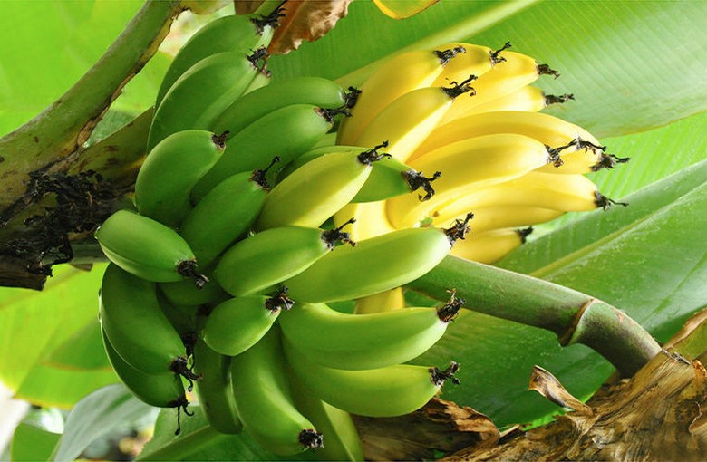 Compriamo banane con conoscenza