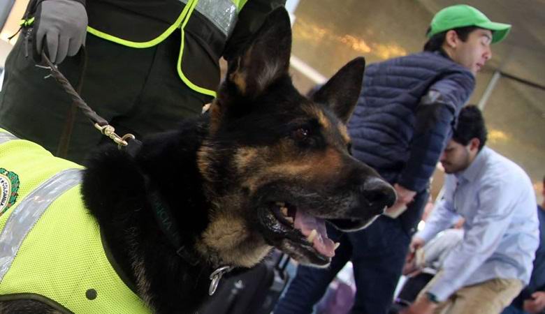 Il pastore della polizia è così bravo a trovare droghe che i cartelli le hanno premiato.