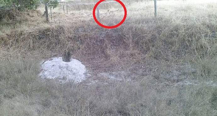 Nuove prove dell'esistenza del lupo marsupiale.