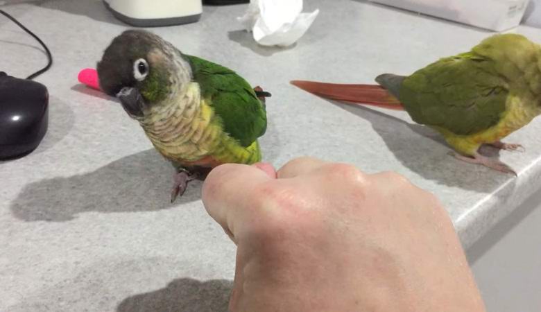 Pappagallo comprato per una manifestazione per bambini