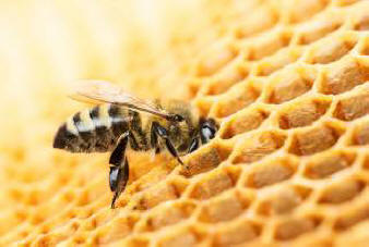 Una popolazione di api assassine asiatiche trovata nella provincia giapponese di Nagasaki