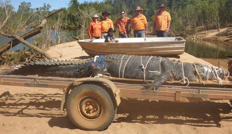 Dopo un decennio di caccia in Australia, il leggendario coccodrillo è stato catturato