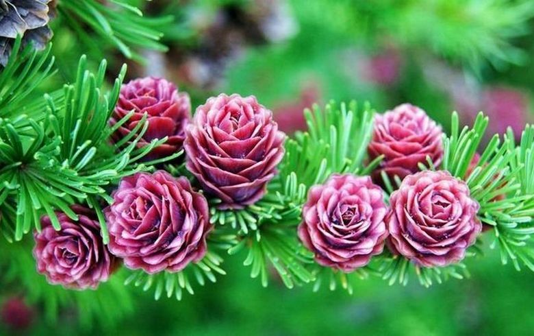 Diamo un'occhiata a queste immagini e ... sorprendiamoci