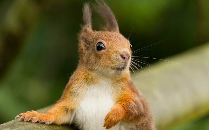 Guarda il mondo attraverso gli occhi di uno scoiattolo