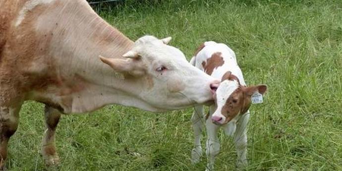 La progenie di una mucca clonata si rivelò vitale