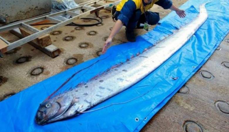 L'emergere dei re delle aringhe - un presagio di un forte tsunami