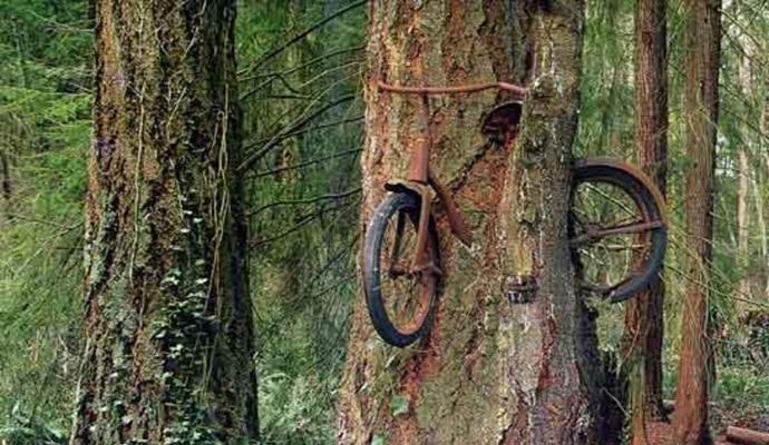 La vera storia di una bicicletta radicata su un albero