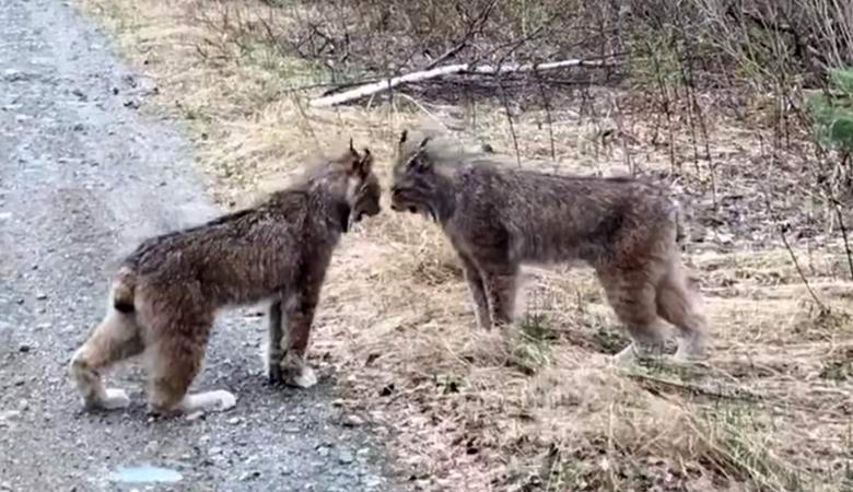 Bizzarra parolaccia registrata in video