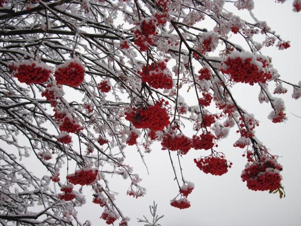 Segni, costumi e cospirazioni per il 18 novembre - il giorno di Galaktion, Epistimia e Jonah 