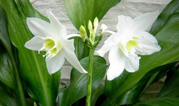 eucharis presagi 