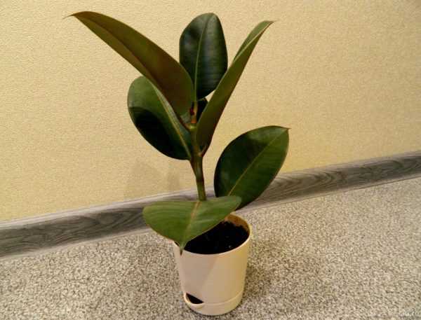 Gomma Ficus 