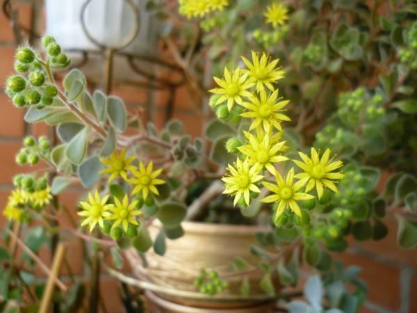 aichrizon albero dei segni d'amore 