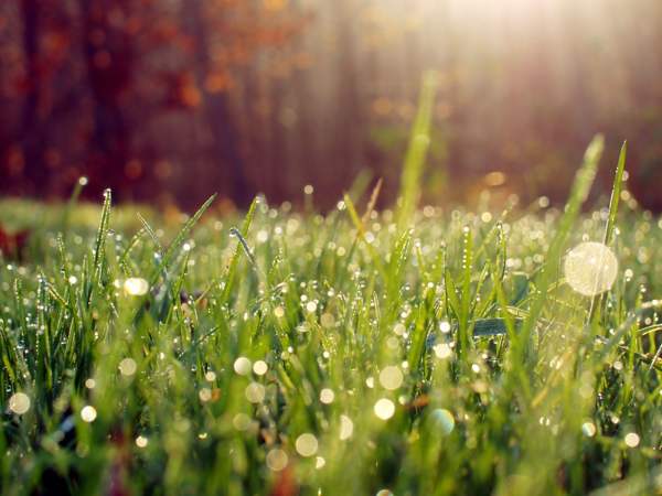 Predittori meteorologici alle erbe 