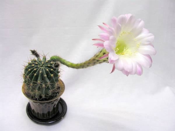 presagio di cactus fiorito 