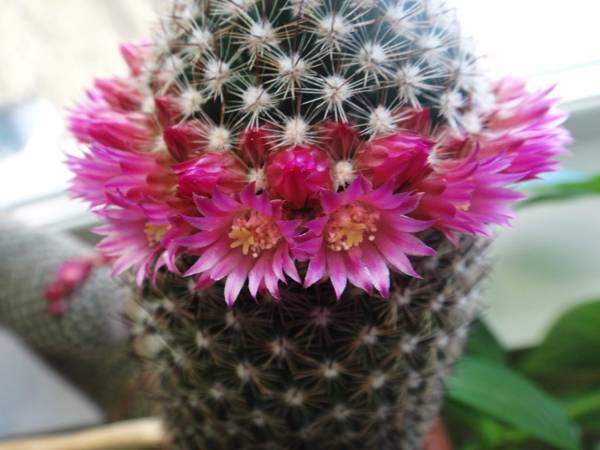 perché il cactus fiorisce: segni 