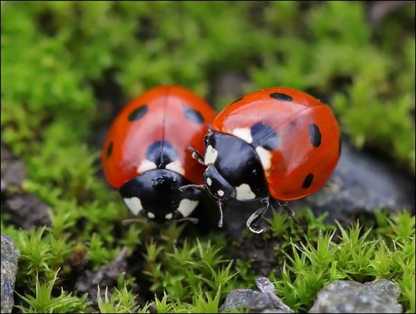 segni di una coccinella 