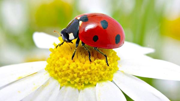 cosa significa coccinella 