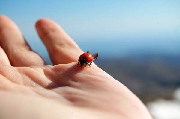 perché una coccinella si siede su una persona 
