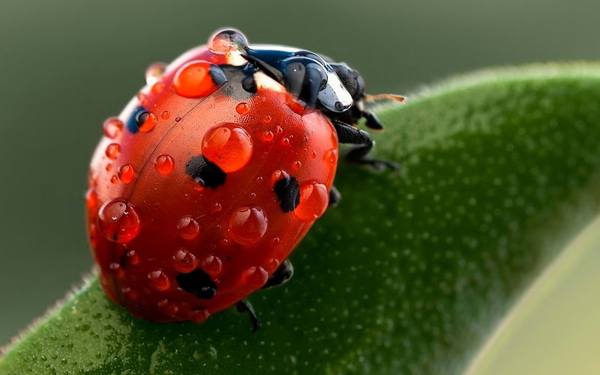 che cosa fa la coccinella 