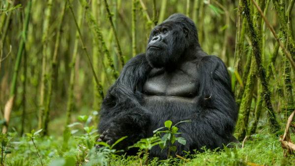 Qual è il sogno di un gorilla Qual è il sogno di un gorilla