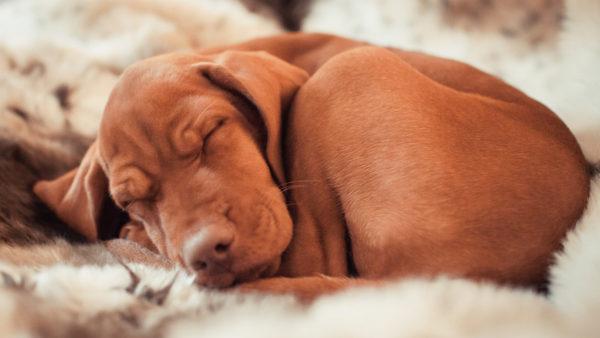 Perché un cane morto sta sognando  