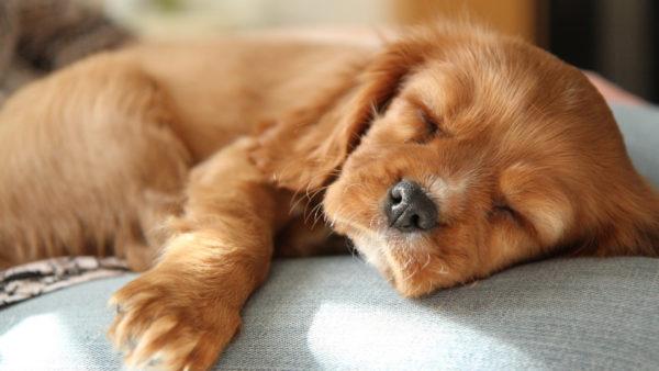 Perché un cucciolo morto sta sognando? 