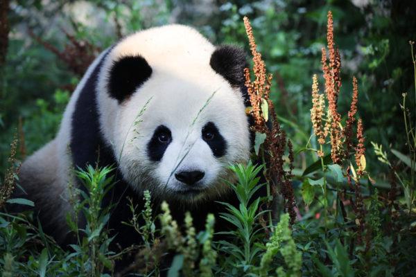 Perché il panda sta sognando 