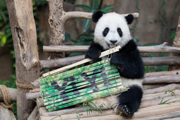 Perché il panda sta sognando 