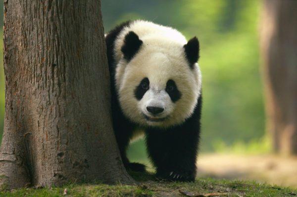 Perché il panda sta sognando 