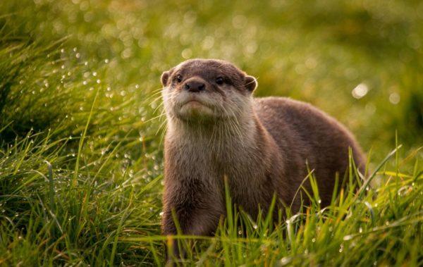 Perché la lontra sta sognando 