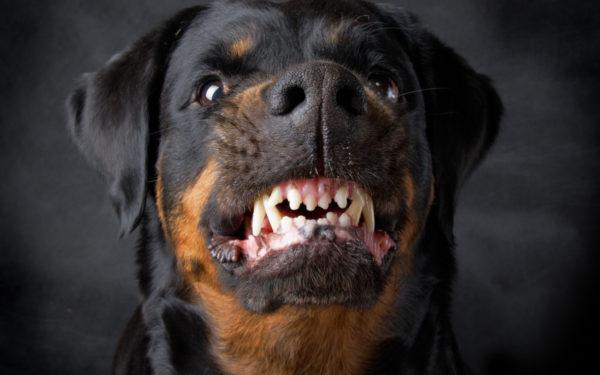 Perché un cane arrabbiato sogna 