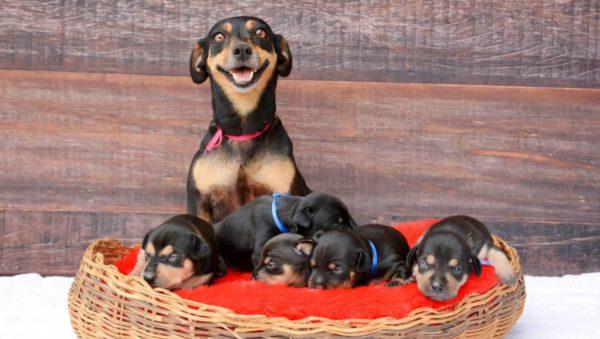 Interpretazione del sogno: il cane ha dato alla luce cuccioli 