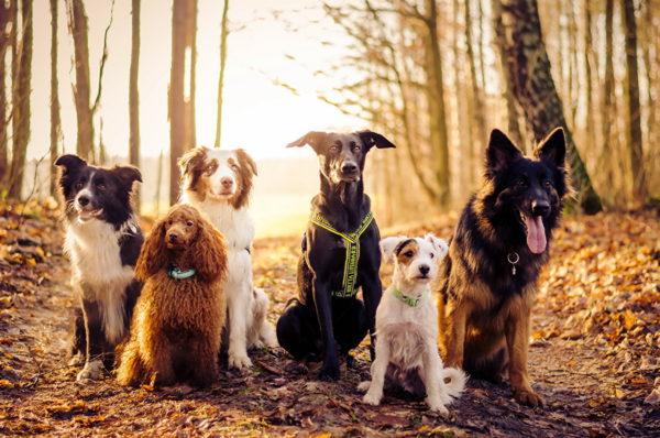 Perché molti cani sognano 