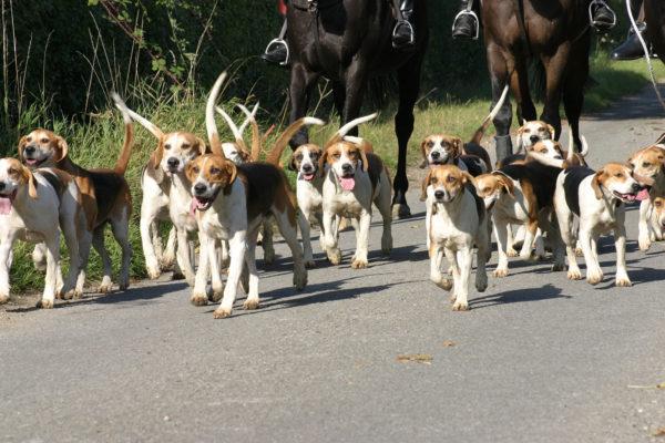 Perché molti cani sognano 